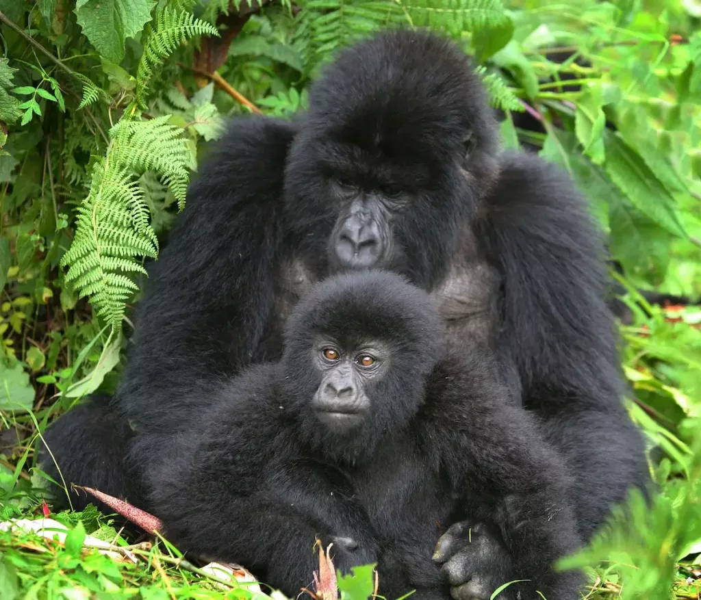 Dad and son - Gorilla tracking